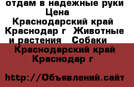 отдам в надежные руки › Цена ­ 1 - Краснодарский край, Краснодар г. Животные и растения » Собаки   . Краснодарский край,Краснодар г.